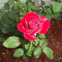 Janet Stump Photo 25