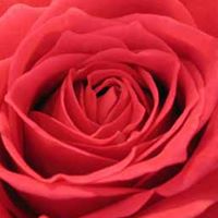 Adelaide Rose Photo 8