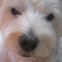 Cindy Wyman Photo 11