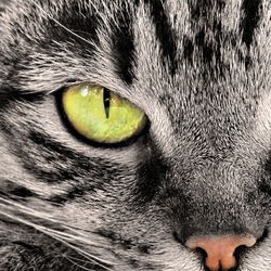 Christine Mcfarlane Photo 10