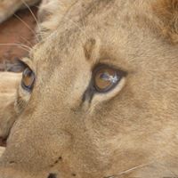 Nancy Himes Photo 10