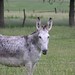 Deborah Lathrop Photo 17