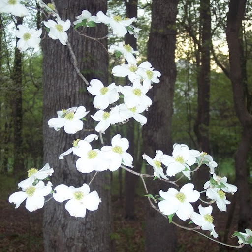 Angela Goldsmith Photo 5