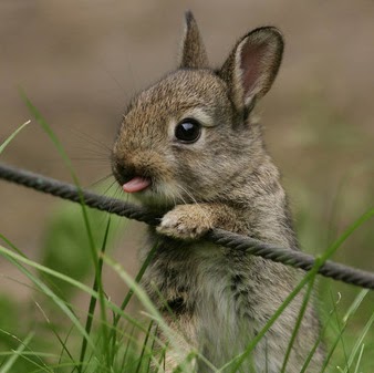 Jennifer Lew Photo 15