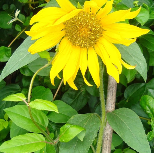 Suzanne Walsh Photo 38