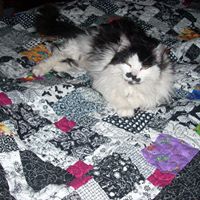 Marcia Greene Photo 16