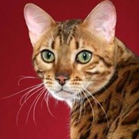 Claudia Rowe Photo 16