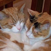 Cynthia Klotz Photo 1