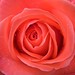 Rose Mayo Photo 31