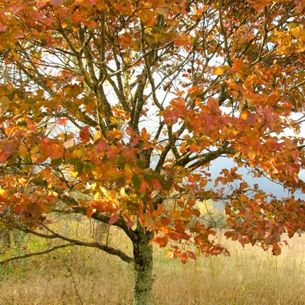 Hazel Berger Photo 1