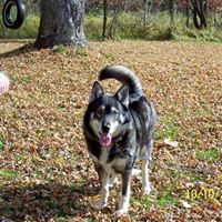 Dennis Howard Photo 43