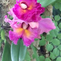 Traci Humphries Photo 13