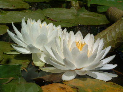 Debra Haley Photo 21