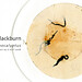 Denise Blackburn Photo 16
