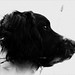 Brandy Springer Photo 19