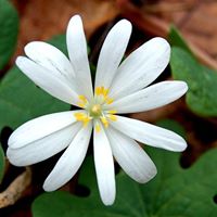 Susan Walling Photo 22