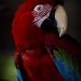 Ricky Green Photo 9