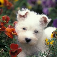 Roberta Perkins Photo 4