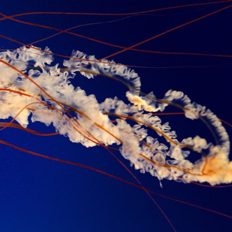 Cory Allison Photo 24