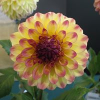 Dahlia Smith Photo 14