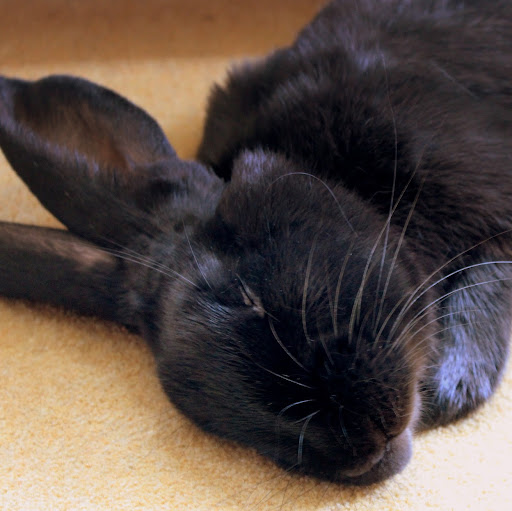 Jessica Greenwood Photo 18