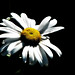 Laurie Duarte Photo 3