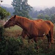 Traci Johnston Photo 9