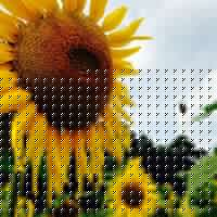 Diane Fallon Photo 24