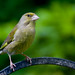 Charles Bird Photo 10