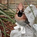 Rose Goebel Photo 19