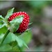Tammy Berry Photo 39