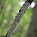 Carol Krauss Photo 12