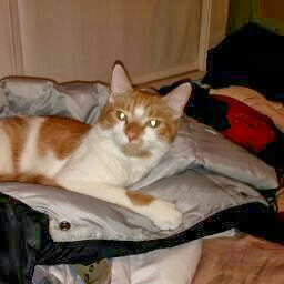 Franklin Lee Photo 30