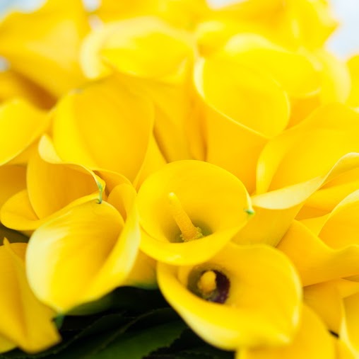 Cynthia Coates Photo 8