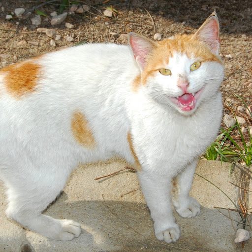 Chad Raymond Photo 30