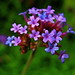 Johnathan Bloom Photo 9