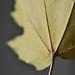 Stephen Rainer Photo 11