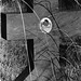 Alice Dawson Photo 16