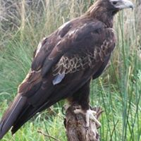 Annette Daniel Photo 10