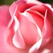 David Rose Photo 8