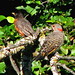 Robin Flicker Photo 5