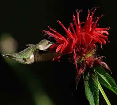 Roger Robison Photo 23