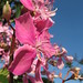 Kathleen Flower Photo 19