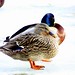 Frederick Mallard Photo 6
