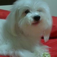 Janice Chou Photo 19