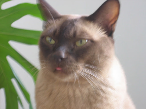 Barbara Gordon Photo 42