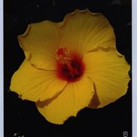 Diane Crenshaw Photo 23