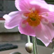 Rose Fleming Photo 9