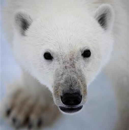 Ronald Campbell Photo 9 Ronald Campbell Photo 9