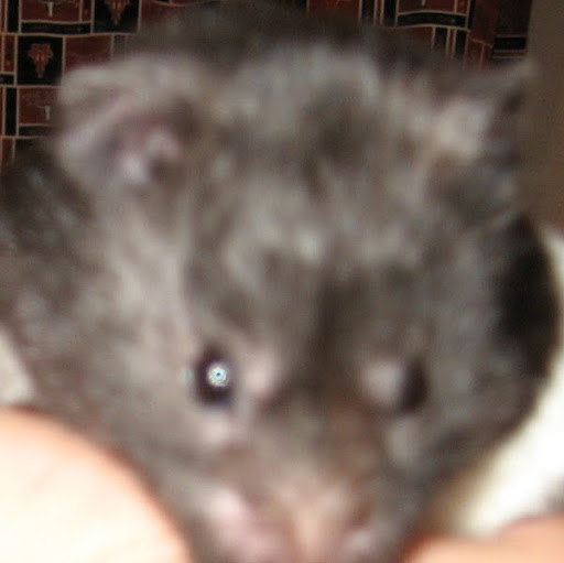 Tom Chambers Photo 44